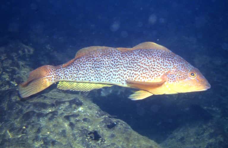 Терпуг что за рыба - как готовить, среда обитания, отзывы, польза