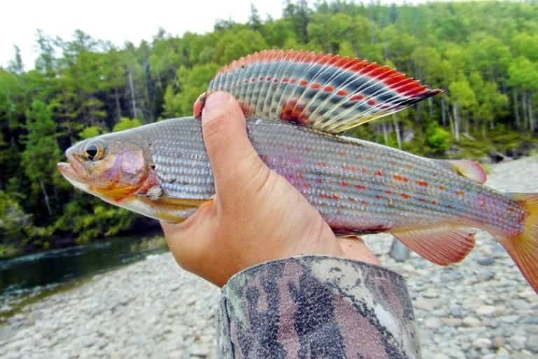 Где водится хариус в России, фото и описание рыбы