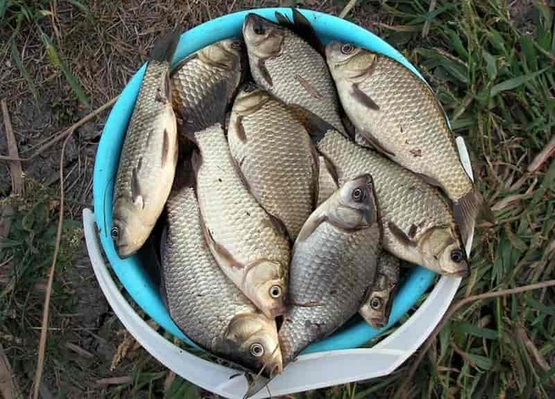 Прогноз клева в Оренбурге на 5 дней, 10 дней, неделю