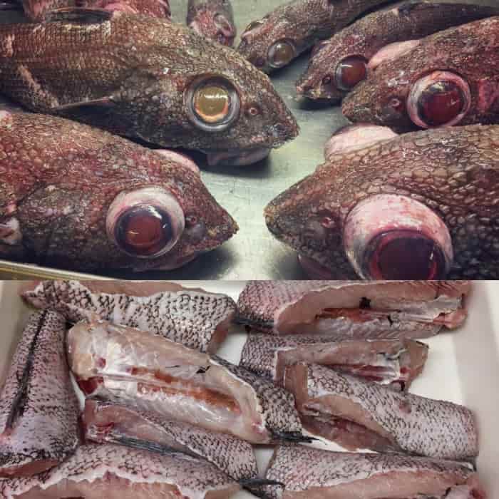 Что за рыба макрурус (макрорус) - как готовить, отзывы, фото, рецепты