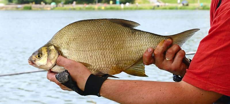 Прогноз клева в Ставропольском крае на Ставрополье на неделю