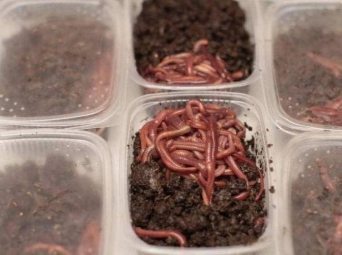 Как сохранить червей для рыбалки в домашних условиях подольше