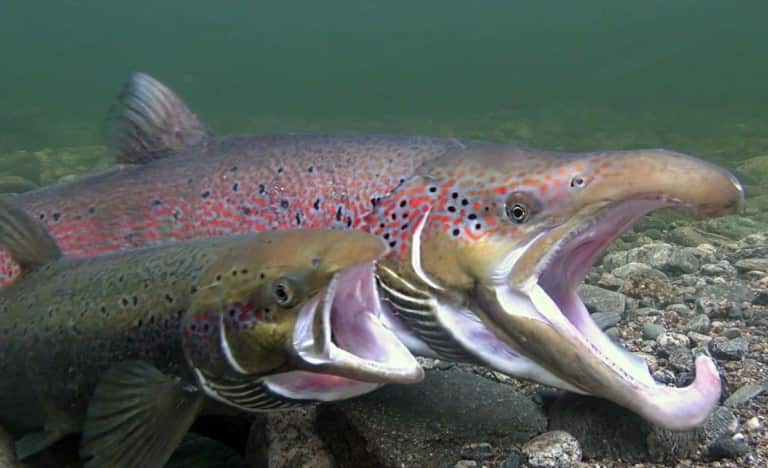 Что за рыба лосось австралийский, дикий, кахавай и мурманский