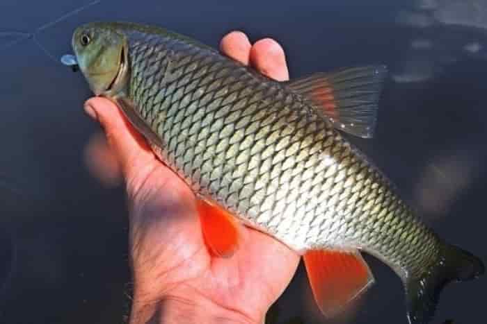 Прогноз клева рыбы в Белгородской области и Белгороде на 14 дней