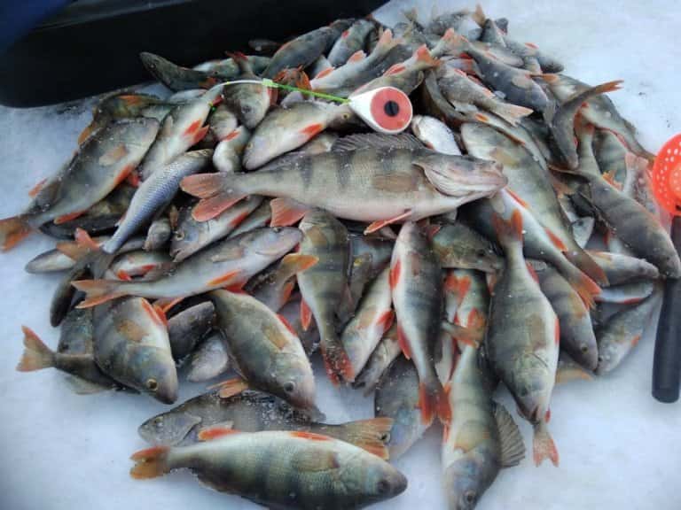 Прогноз клева в Ленинске Волгоградской области на неделю