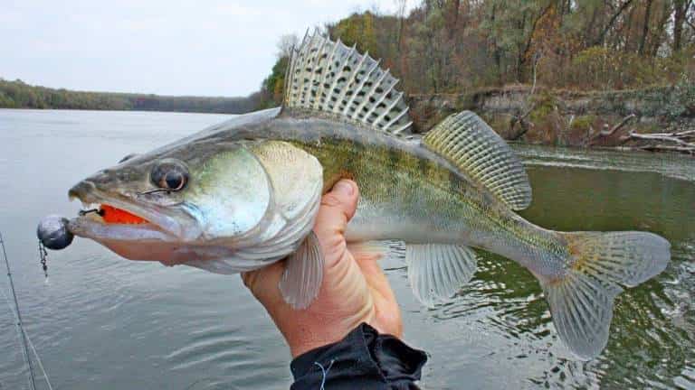 Прогноз клева судака на неделю, сегодня, завтра, областях