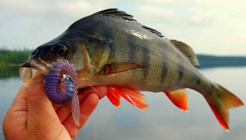 Клюет ли ночью окунь на спиннинг – снасти для ловли и приманка