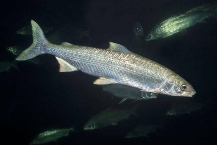 Белорыбица что за рыба, фото, рецепты, описание, польза