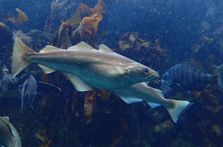 Что за рыба сайда – как готовить, рецепты, отзывы, фото, цена