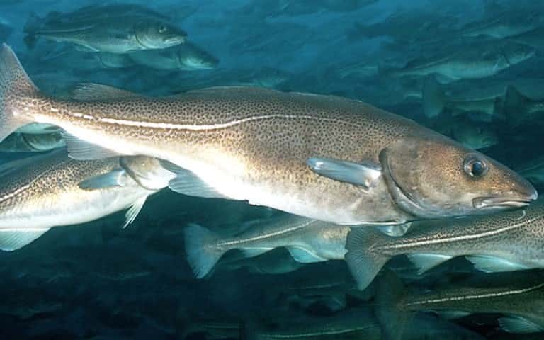 Навага что за рыба – польза и вред, рецепты, фото, отзывы