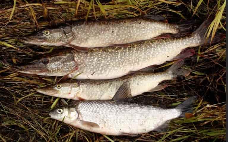 Прогноз клева в Саратовской области сегодня, завтра, Петровск, Новозахаркино