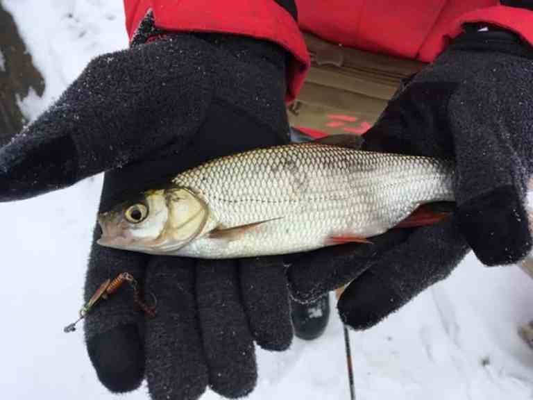 Прогноз клева в Липецкой области на сегодня, завтра, неделю