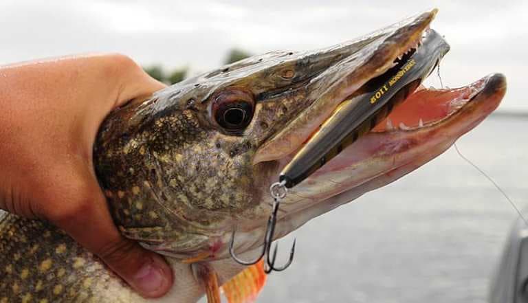 Ловля щуки с берега на спиннинг, живца, удочку, летом и осенью