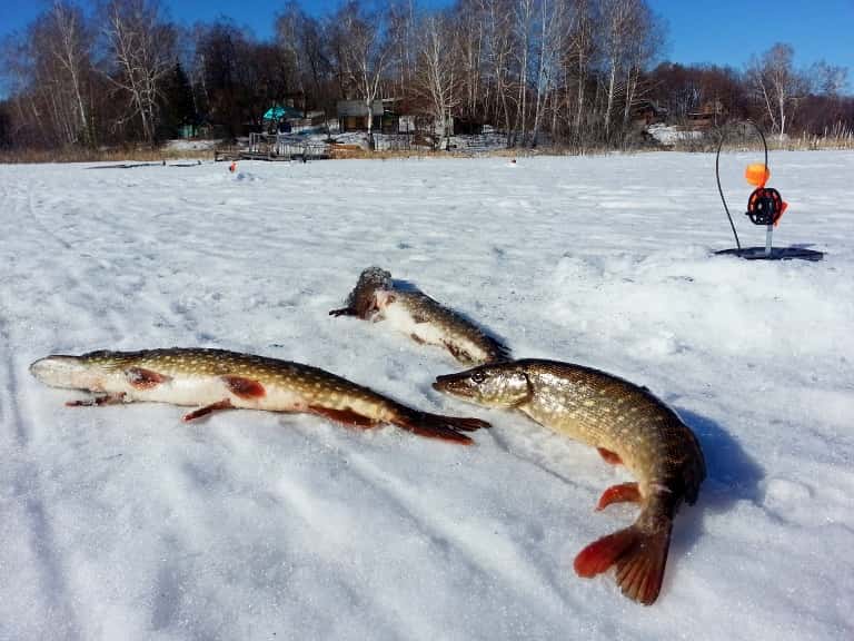 Запрет на ловлю щуки - с какого числа в областях и регионах
