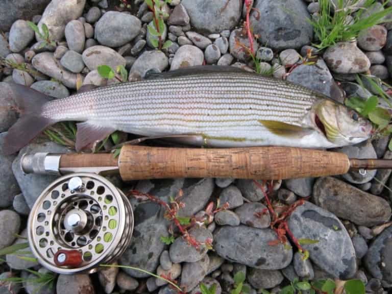 Где водится хариус в России, фото и описание рыбы