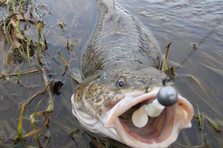 Донка на налима осенью с берега как сделать монтаж
