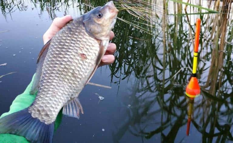 Правильная оснастка поплавочной удочки на карася