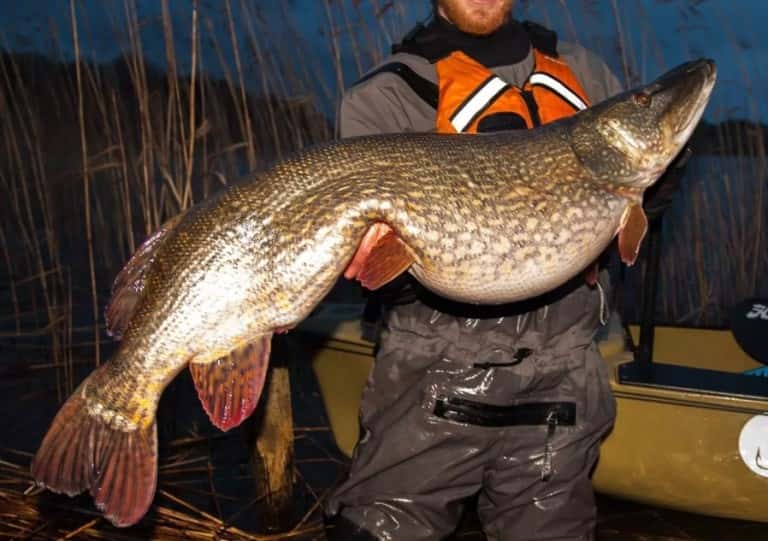 Самая большая пойманная щука в мире и в России – фото и вес