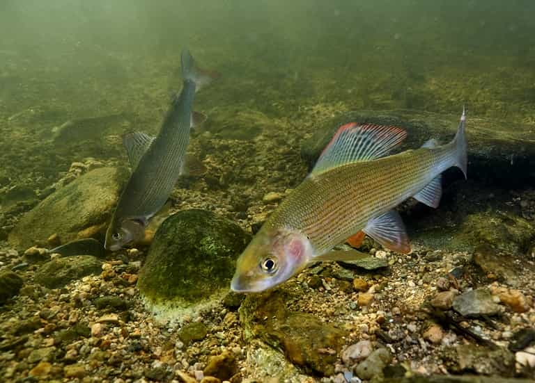 Где водится хариус в России, фото и описание рыбы