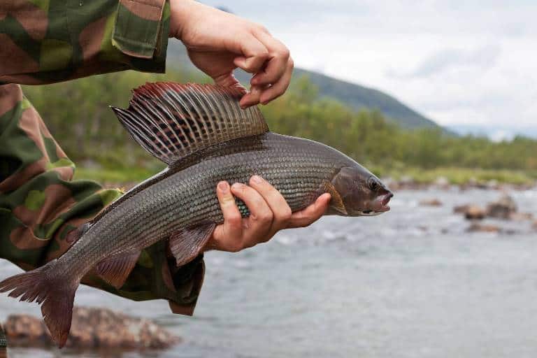 Ловля хариуса на реках - снасти летом и зимой, рыбалка на спиннинг