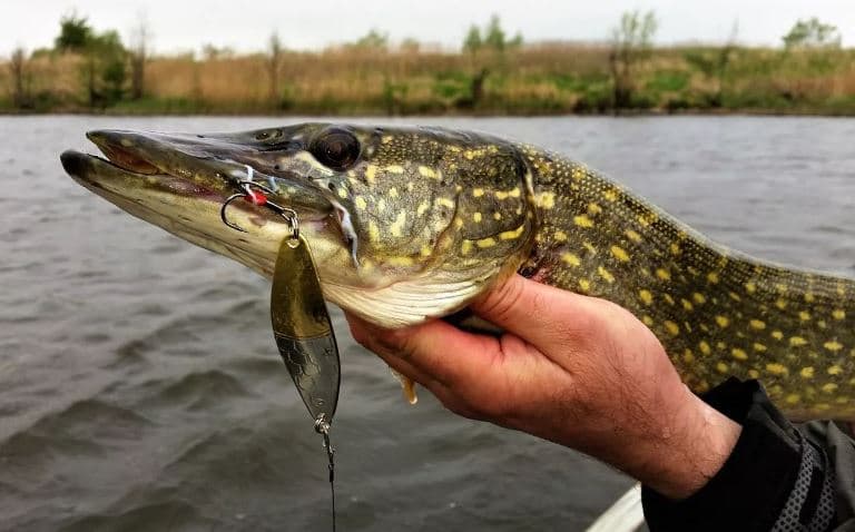 Ловля щуки с берега на спиннинг, живца, удочку, летом и осенью