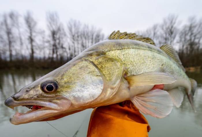 Запрет на ловлю судака по областям, в крае и Рыбинском водохранилище