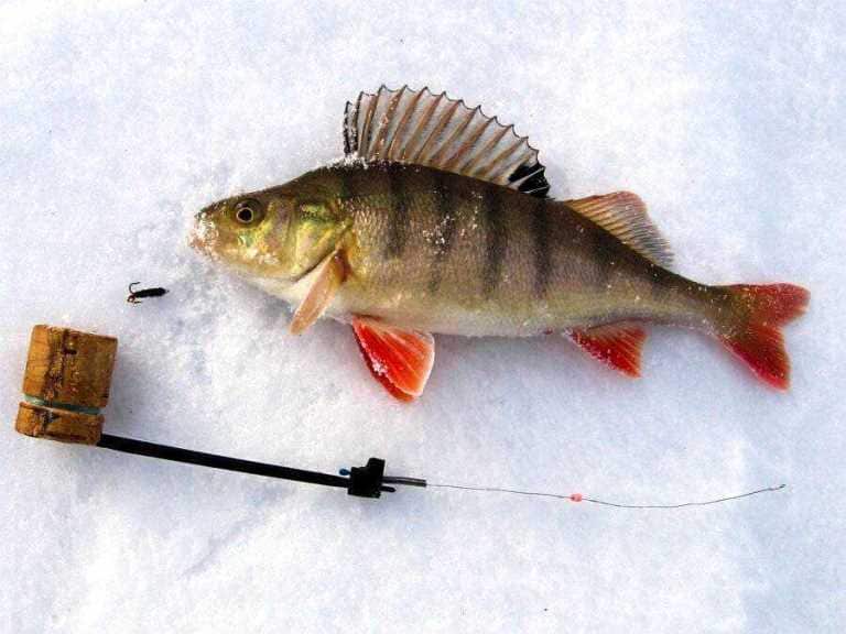 Рыбалка на окуня зимой на мормышку