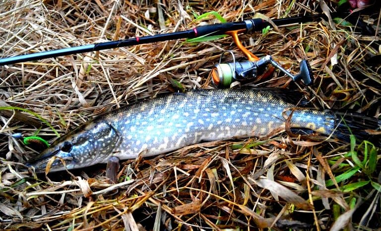 Ловля щуки с берега на спиннинг, живца, удочку, летом и осенью