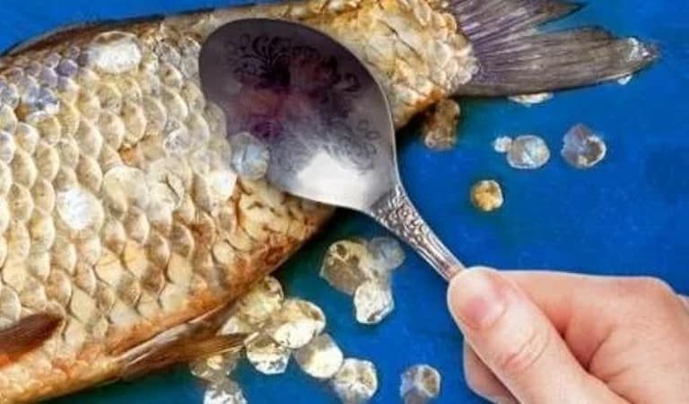 Как быстро почистить окуня от чешуи в домашних условиях