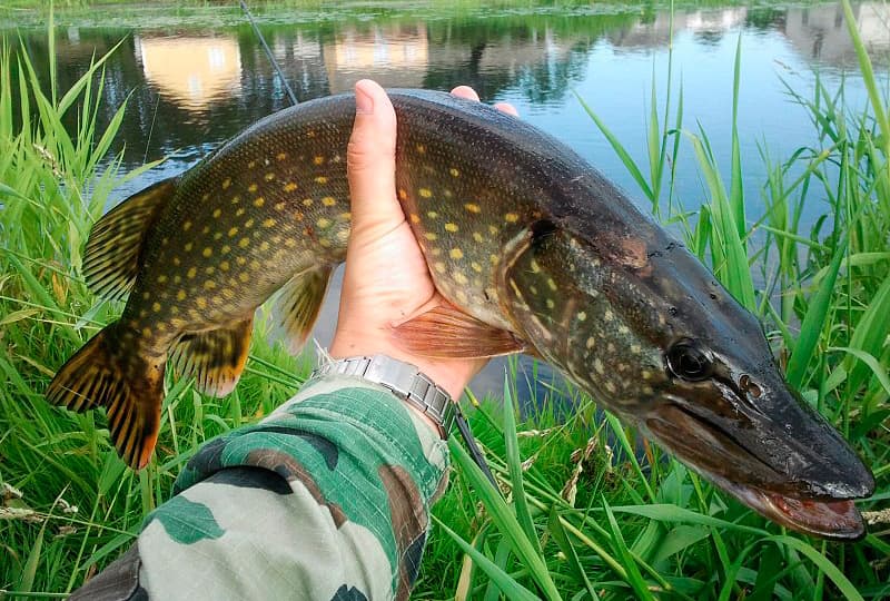 Ловля щуки с берега на спиннинг, живца, удочку, летом и осенью