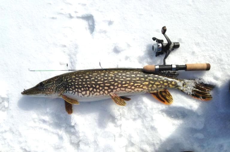 Вне зависимости от снасти, лунку при охоте на щуку нужно делать шире. Чтобы удачно извлечь хищницу, нужно припасти багорик.