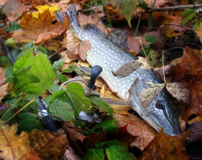 Ловля щуки с берега на спиннинг, живца, удочку, летом и осенью