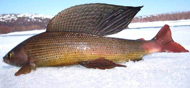 Ловля хариуса на реках - снасти летом и зимой, рыбалка на спиннинг