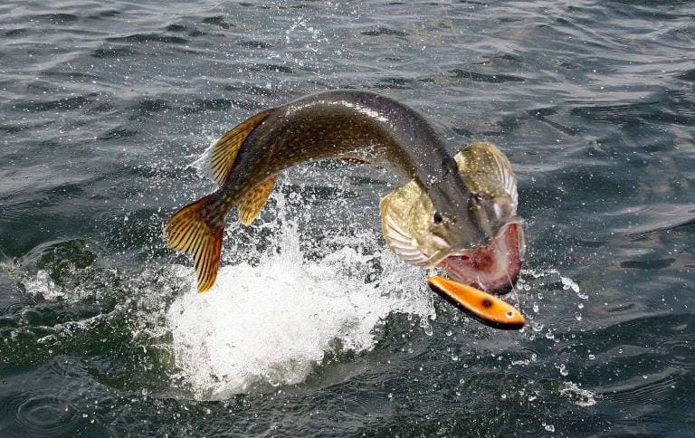 Ловля щуки с берега на спиннинг, живца, удочку, летом и осенью