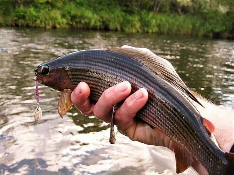 Ловля хариуса на реках - снасти летом и зимой, рыбалка на спиннинг