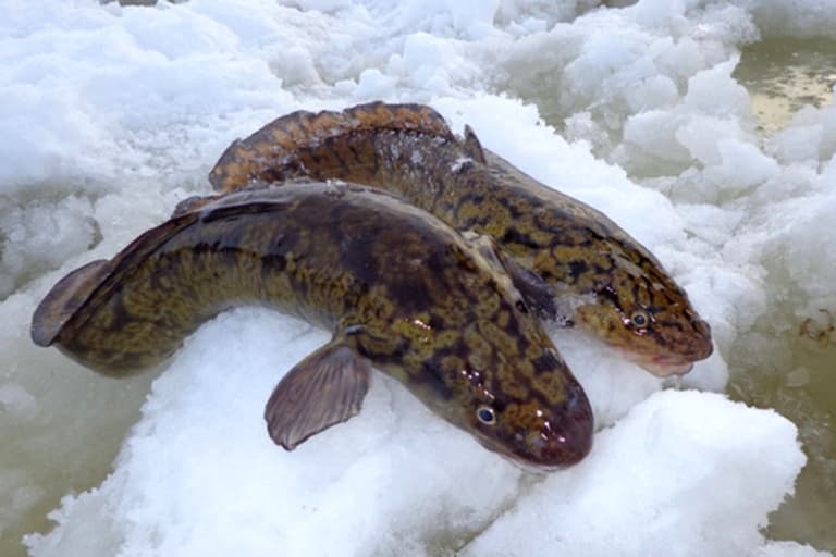 Где водится рыба хариус в России, где ловится - реки