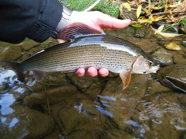 Ловля хариуса на реках - снасти летом и зимой, рыбалка на спиннинг