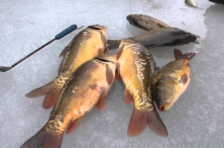 Где водится рыба хариус в России, где ловится - реки