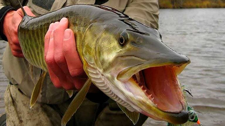 Ловля щуки с берега на спиннинг, живца, удочку, летом и осенью