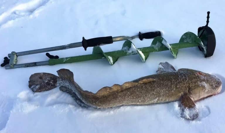 Запрет на ловлю налима на рыбинском водохранилище и области