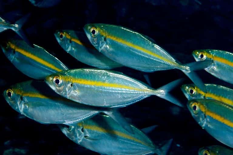 Что за рыба желтый полосатик, где водится, фото, как выглядит