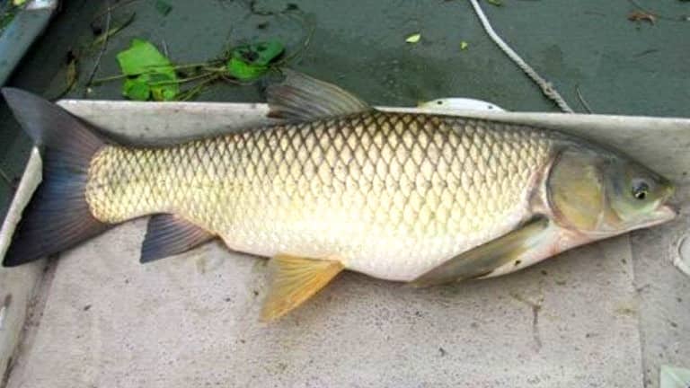Белый амур что за рыба, фото, где водится, костлявая, польза
