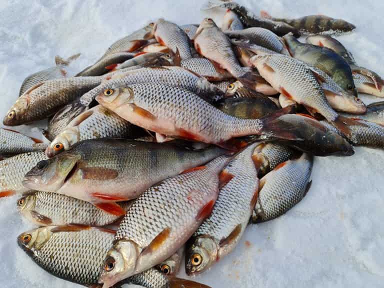 Прогноз клева рыбы в Могилеве на сегодня, завтра и неделю