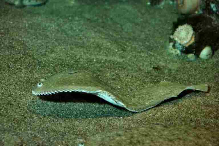 Что за рыба морской язык – рецепты, польза и вред, описание