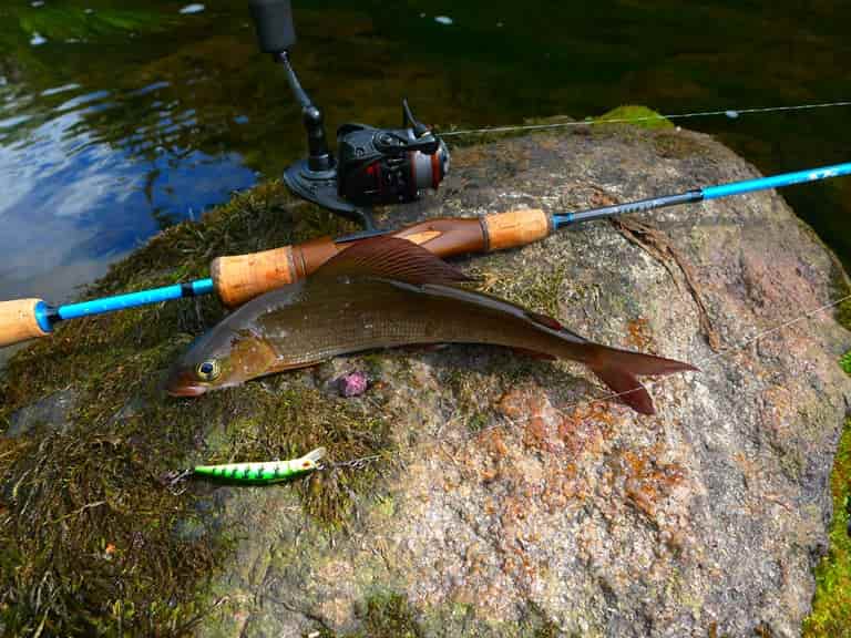 Ловля хариуса на реках - снасти летом и зимой, рыбалка на спиннинг