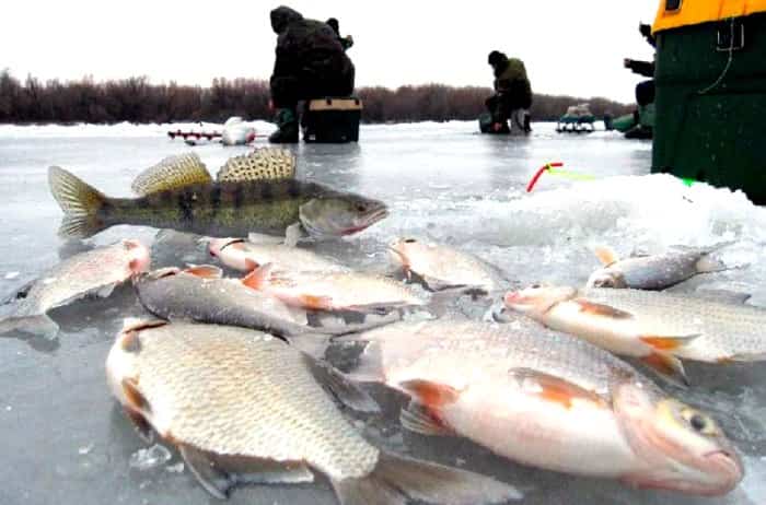 Прогноз клева рыбы в Смоленской обл и Смоленске на сегодня, завтра, 3 дня