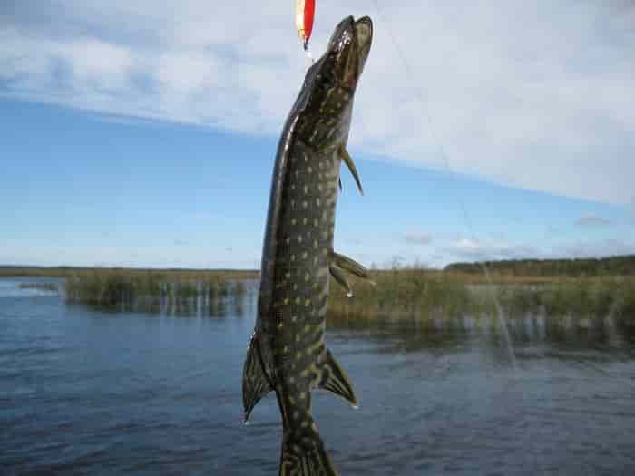 Прогноз клева рыбы в Белгородской области и Белгороде на 14 дней