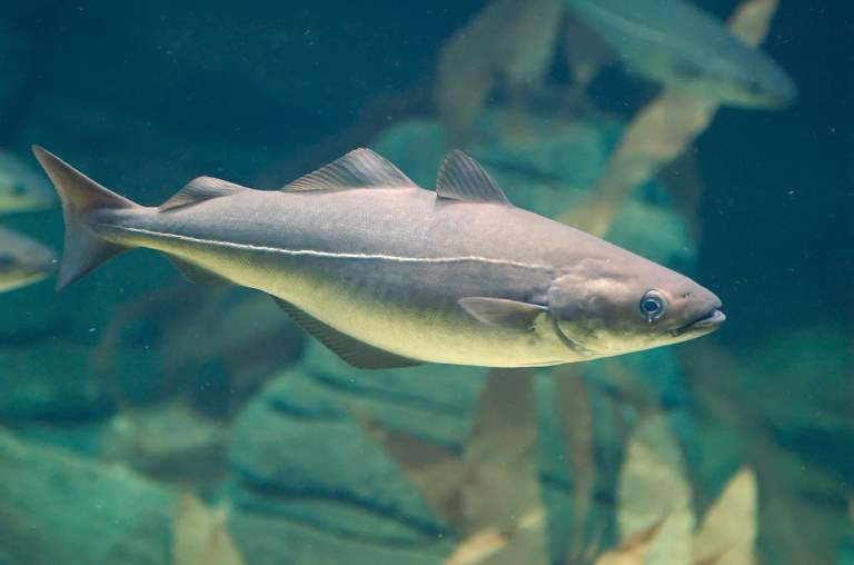 Что за рыба пикша – как готовить, польза и вред, отзывы, вкус