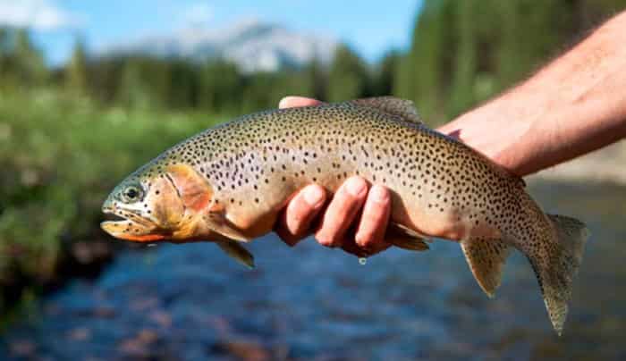 Прогноз клева форели в Подмосковье на платниках на неделю
