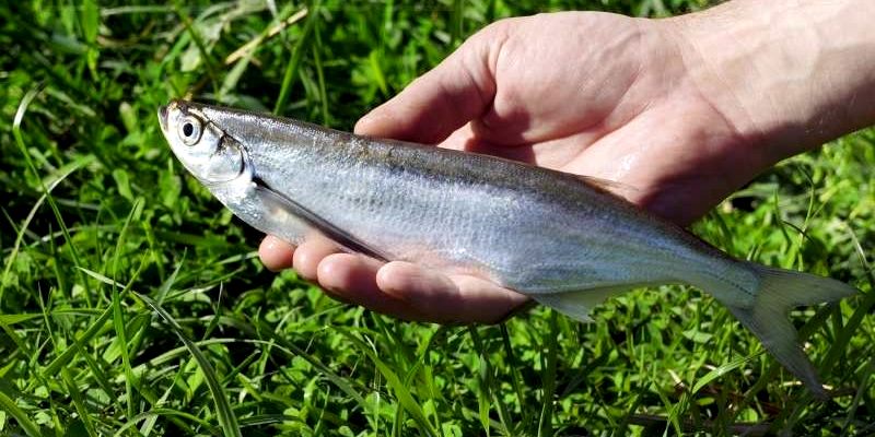 Рыба чехонь, фото и описание